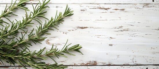 Wall Mural - Flat lay of dry and fresh rosemary on a white wooden table with copy space image for text placement