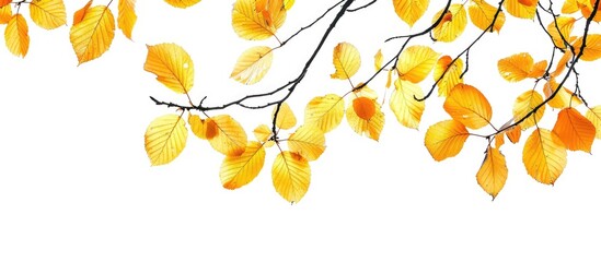 Wall Mural - An uncommon autumn season with yellow leaves on tree branches against a blank background creating a striking copy space image