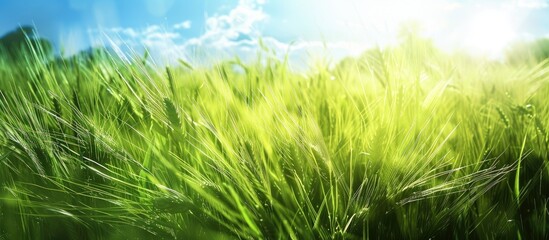 Poster - A picturesque green wheat field with ample copy space image