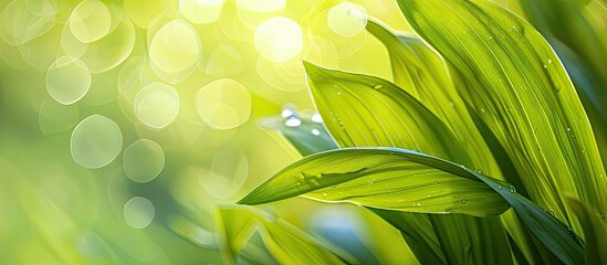 Wall Mural - Macro photograph featuring a lily leaf with a blurred background provides ample copy space image for text or graphics