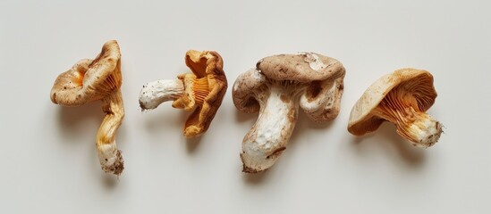 Poster - Mushrooms dried out displayed on a white backdrop providing copy space image