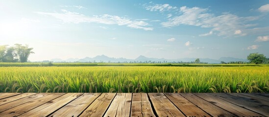 Wall Mural - Wooden table with copy space image of rice field under a clear blue sky