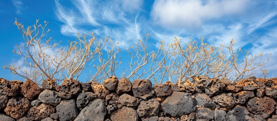 Wall Mural - A wall of lava bricks on dry Lanzarote branches against a blue sky perfect as a copy space image