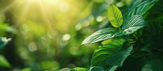 Sticker - Scenic green leaf with soft focus green backdrop in a garden bathed in sunlight for a fresh wallpaper concept with room for text as a copy space image