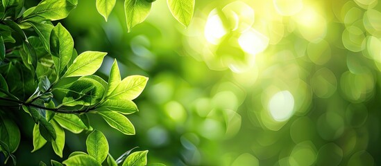 Canvas Print - Background of green leaves with copy space image