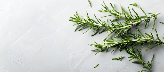 Aufkleber - Fresh organic rosemary plant a fragrant herb adding flavor to dishes Ideal for food preparation creating a vibrant and aromatic dish with a natural touch Perfect for culinary use Copy space image