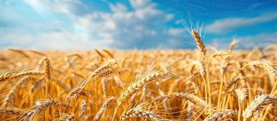 Poster - Wheat ears in a golden field with a blue sky backdrop for copy space image