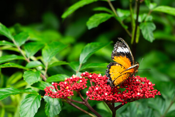 Monarch butterfly sitting on a flower, fluttering, close-up photo