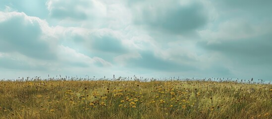 Aufkleber - A scenic meadow featuring yellow and green field plants set against a cloudy sky with an overhead copy space image
