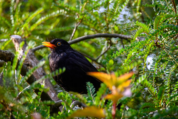 Wall Mural - close up portrait of a male Blackbird Turdus merula perched in a tree