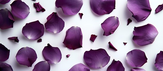 Poster - Close up of purple rose petals scattered on a white background perfect for cards and mockups Copy space image available