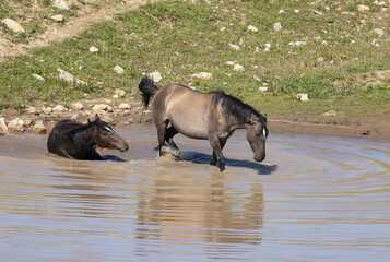 Wall Mural - Wild Horses at a Waterhole in Summer in the Pryor Mountains Montana