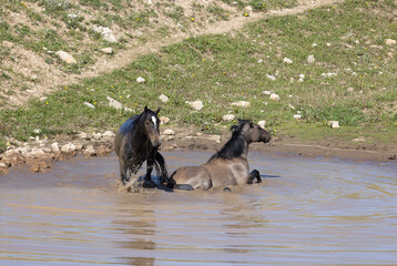 Wall Mural - Wild Horses at a Waterhole in Summer in the Pryor Mountains Montana