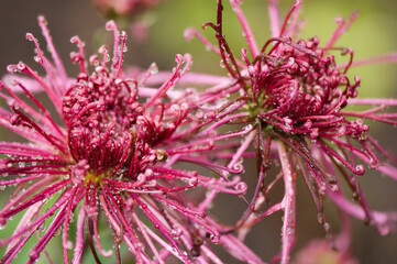 Chrysanthemums in Bloom