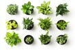 © mutter - Isolated on a transparent background, various houseplants in pots are seen from the top