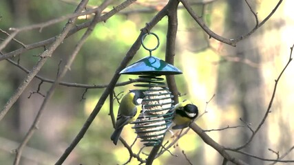 Wall Mural - Great tits eat bird food hung in the forest in winter