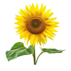 Vibrant sunflower with bright yellow petals and a detailed center, symbolizing happiness and warmth in nature. PNG transparent background.