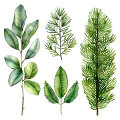 Sticker - Meticulously Detailed Watercolor Pine Leaves in Shades of Green on White Background