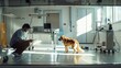 © Miso Ai - A veterinarian examines a golden retriever in a sterile, well-lit medical room.