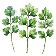 Poster - Watercolor Coriander Leaves Set with Aromatic and Detailed Fresh Greens on White Background