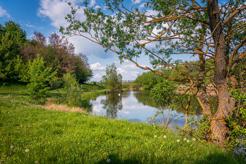 Summer landscape