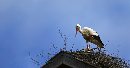 A young stork on the roof of a house, the theme of family and continuation. Stork against the blue sky