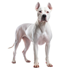 Standing dogo Argentino, white Argentinian dog, isolated on white background