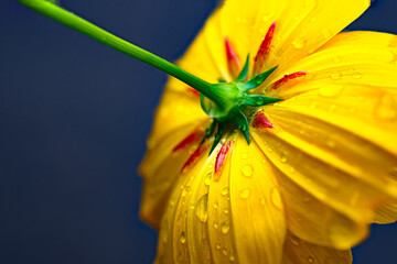 Wall Mural - a yellow flower in our garden during a summer rain. water droplets on the petals of this yellow-oran