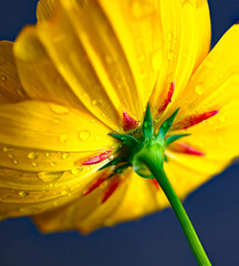 Wall Mural - a yellow flower in our garden during a summer rain. water droplets on the petals of this yellow-oran