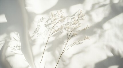 Poster - Minimalist white background with subtle texture and soft shadows, perfect for product photography