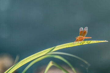 A red dragonfly on the grass