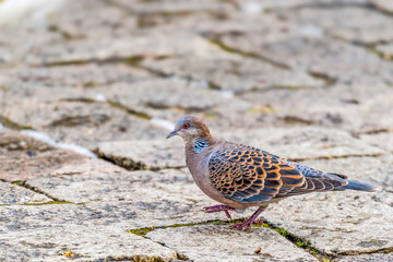 Wall Mural - A pigeon walking on a traditional Chinese stone path