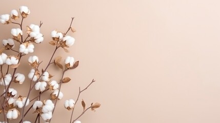 White cotton flowers on beige background. Flat lay, top view.