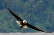 © Lars - Soaring Bald Eagle