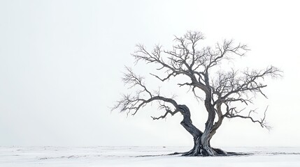 Poster - Solitary Bare Tree in a Snowy Landscape