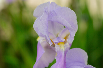 Wall Mural - Violet and blue blooming iris flowers closeup on green garden background. Sunny day. Lot of irises. Large cultivated flowerd of bearded iris (Iris germanica).