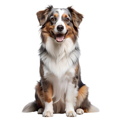 border collie puppy, transparent background