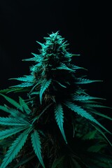 Wall Mural - Close-up of a cannabis plant with dark background and vibrant green leaves