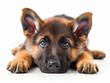 © pavlofox - A playful German Shepherd puppy resting comfortably on a white surface during midday playtime