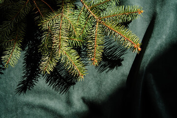 Wall Mural - abstract green velvet christmas background with christmas tree branches.