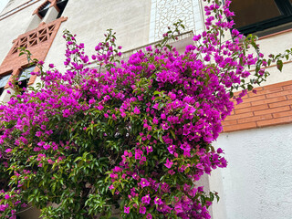 View of the house and pink flowers on a summer day. Lloret de Mar. Spain.