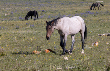 Wall Mural - Wild Horse in Summer in the Pryor Mountains Montana