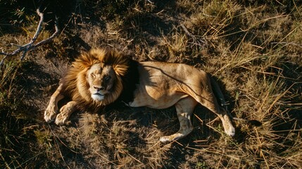 Majestic Lion in the Wild