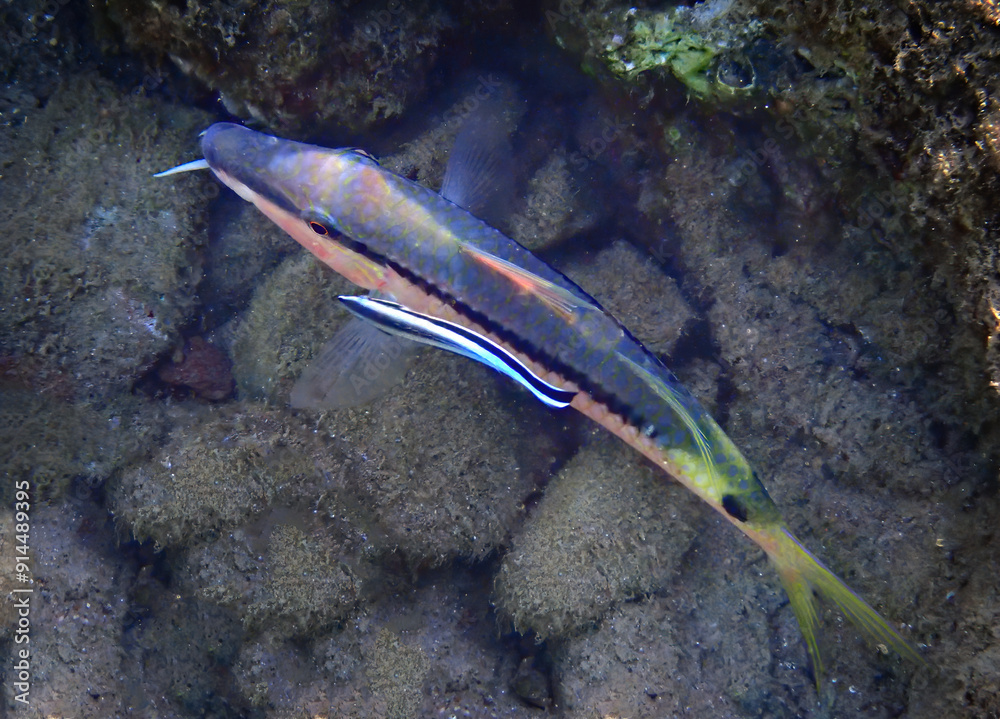 Labroides Fish Close up of Cleaner Wrasse, scientific name of small fish is Labroides ...