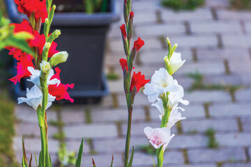 Wall Mural - Close-up of vibrant red and white gladiolus flowers blooming in garden pots next to walkway in villa garden.