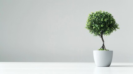 Studio photo of a small fake tree in a pot for interior design or office decor, white background, empty space.