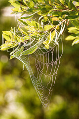 Wall Mural - Dew Drops on Spider web