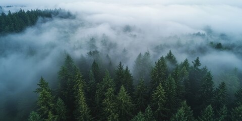 Misty Forest Landscape with Trees and Fog, Aerial View Generative AI