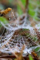 Wall Mural - Water Drops on spider web