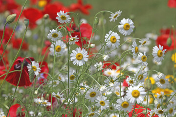 Wall Mural - Yellow and white Chamomile daisies in flower.